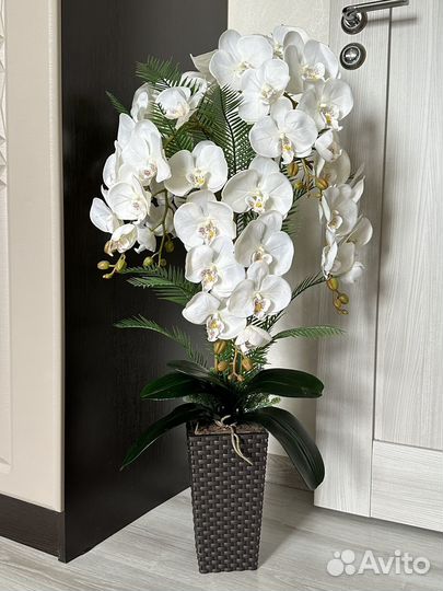 Орхидея в горшке