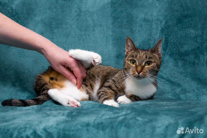 Кошка Алиса стерилизована