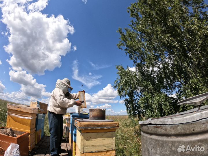 Мёд оптом - своя пасека, липовый - 7кг