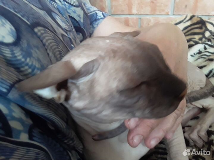 Вязка кошки