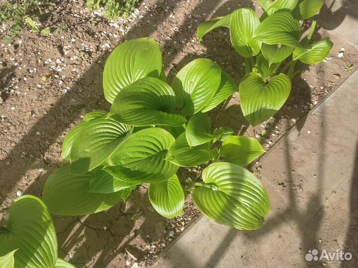 Хоста растение