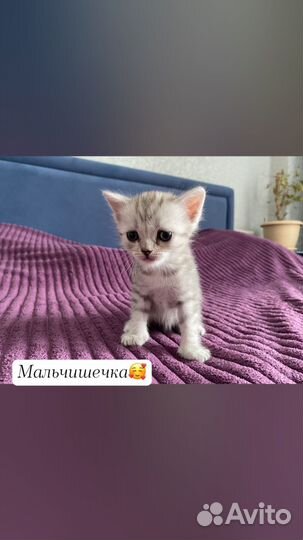 Продаются котята
