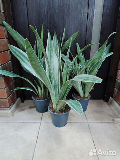 Сансевиерия Металлика