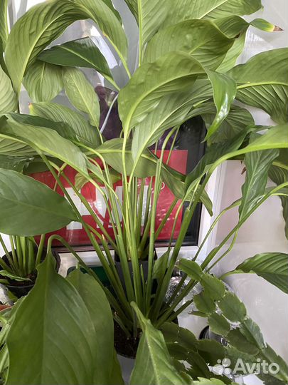 Спатифиллум (женское счастье)