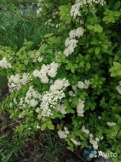 Спирея, малина, смородина, слива