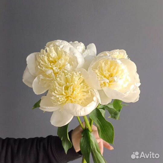 Пионы Букет из пионов 3 21 51 101 шт