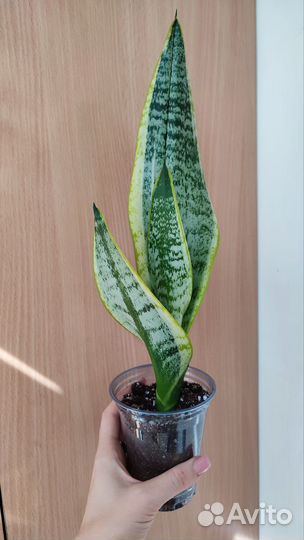 Сансевиерия