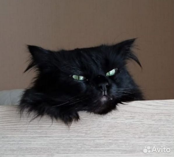 Кот Пусик