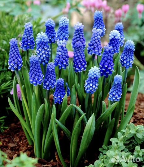 Кислица оксалис