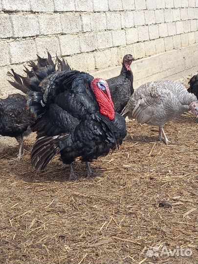 Индюшата, инкубационное яйцо