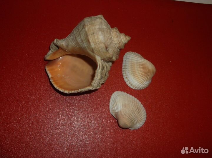 Ракушки 4 больших