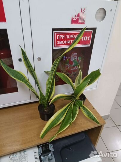 Сансевиерия футура суперба