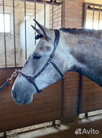 Конная амуниция