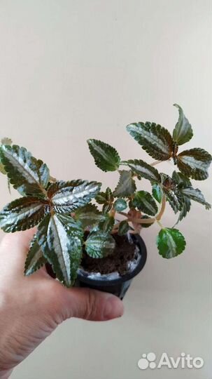 Пилея, бегония, сингониум, фиттония