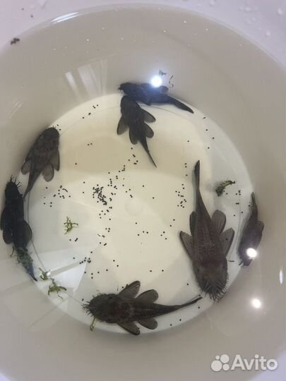 Сом звездчатый л 181. L181