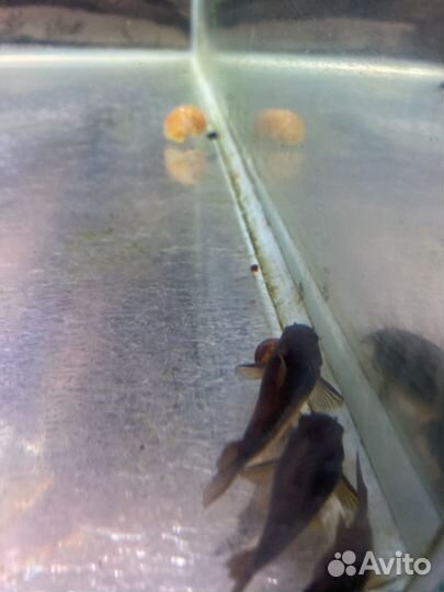 Сомики венесуэла блэк