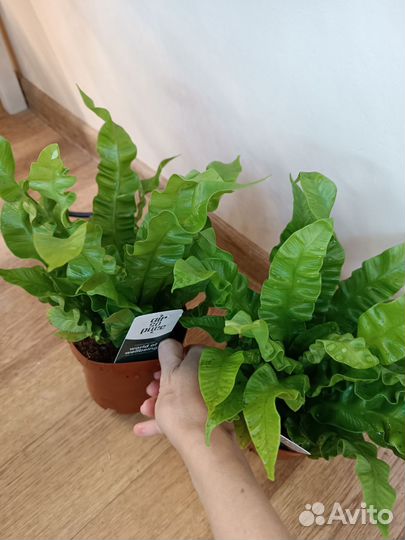 Папоротник Асплениум Криспи Вейв