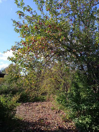 Дача 20 м² на участке 4 га