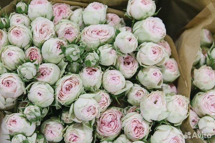 Саженцы спрей роз