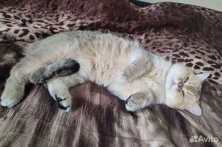 Кошка
