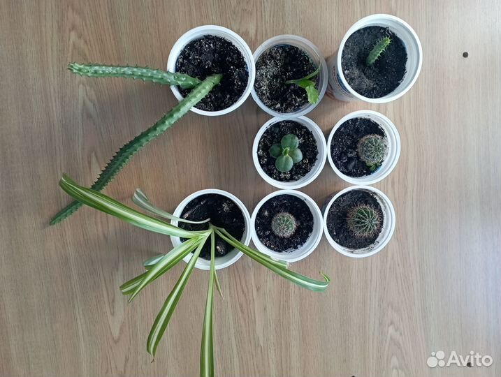 Комнатные растения