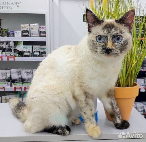 Кошка в добрые руки