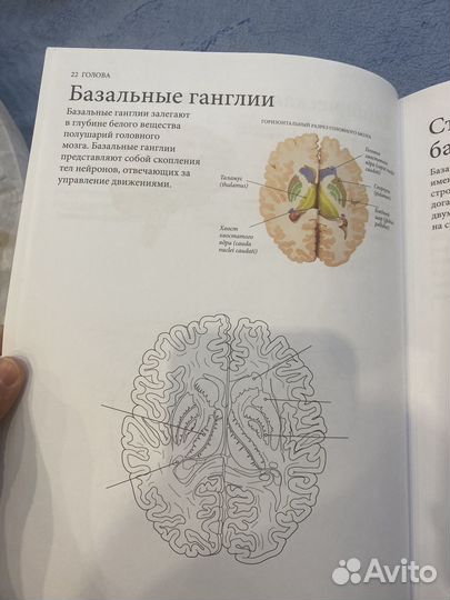 Атлас Анатомии человека Новый