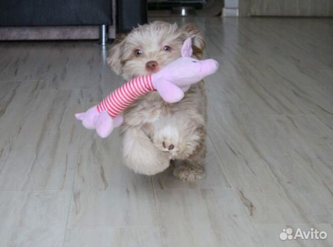 Мальтипушки, девочки