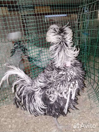 Петушки породы падуан и китайский шёлковый