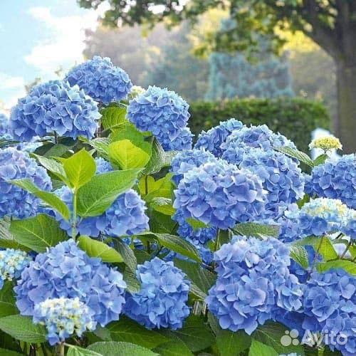 Гортензия саженцы
