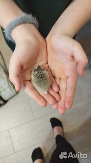 Роборовского хомячки