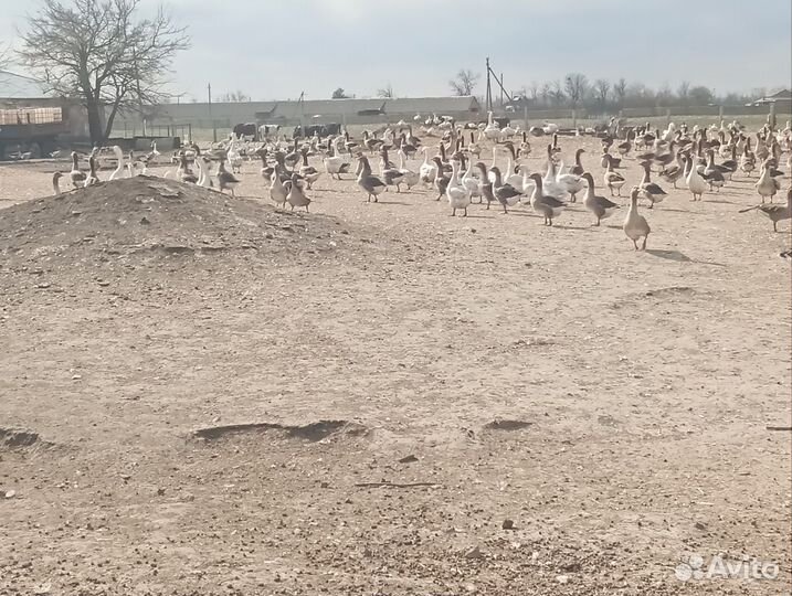 Гуси живым весом