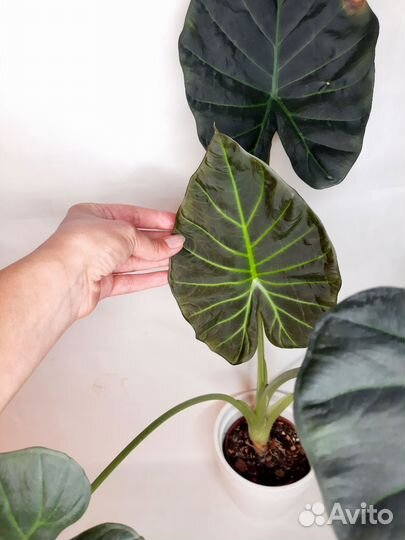 Алоказия регал шилдс