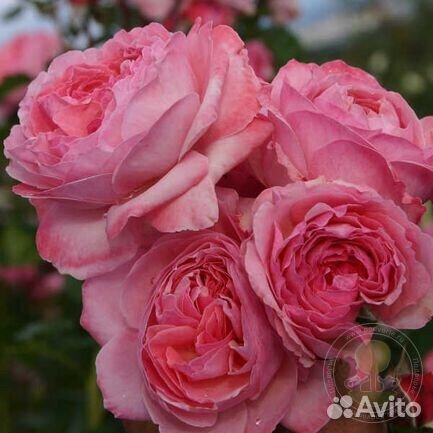 Роза плетистая Келнер Флора