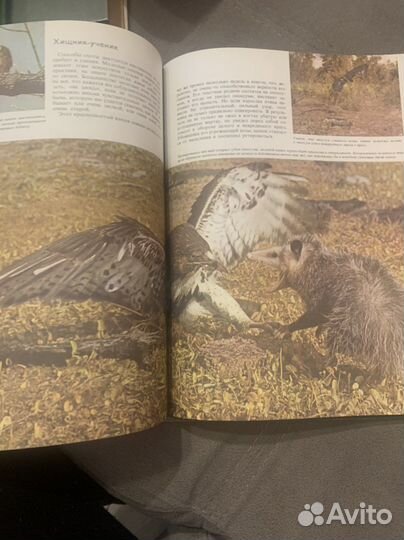 Питерсон Птицы