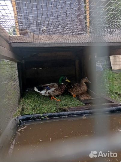 Подсадные утки