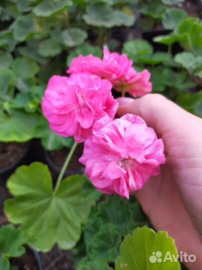 Пеларгония герань. Survivor Idols Rosalinda