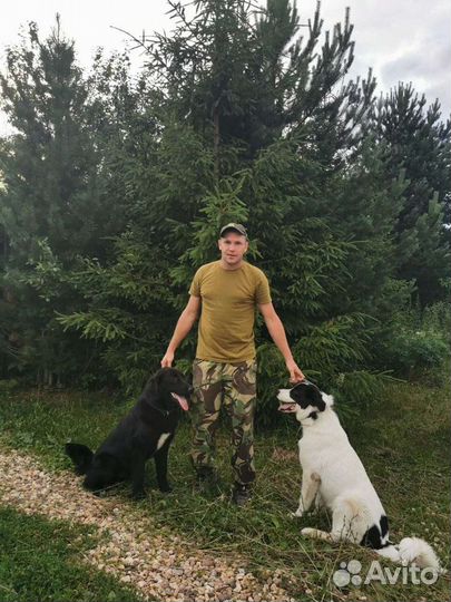 Дрессировка собак