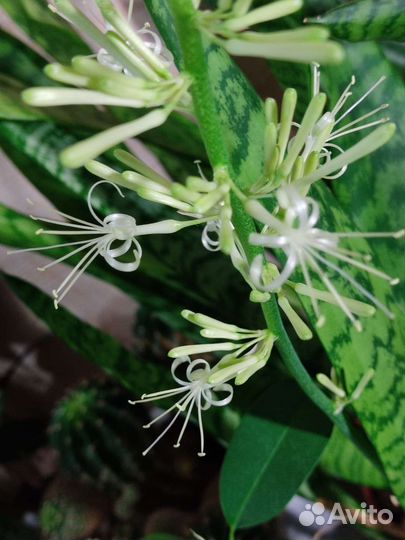 Сансевиерия