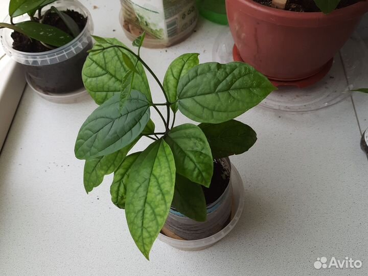 Клеродендрум