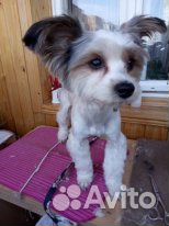 Стрижка собак