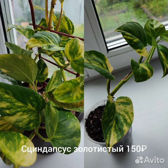 Сциндапсус эпипремнум сингониум
