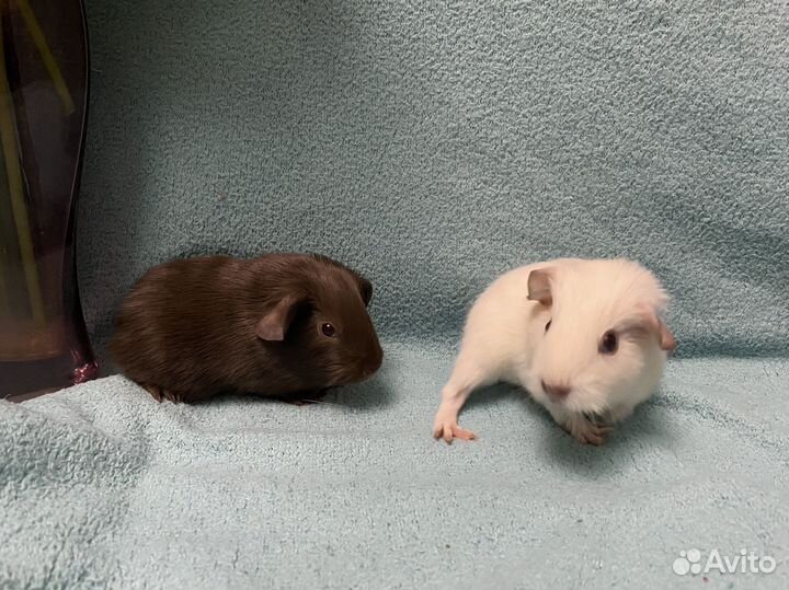 Морские свинки селф и калифорния