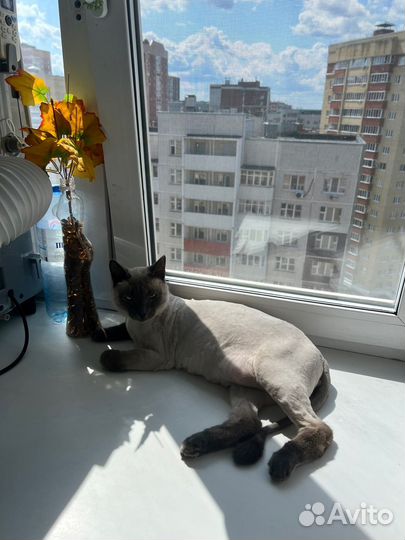 Стрижка кошек и собак