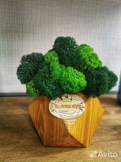 Стабилизированный мох в кашпо