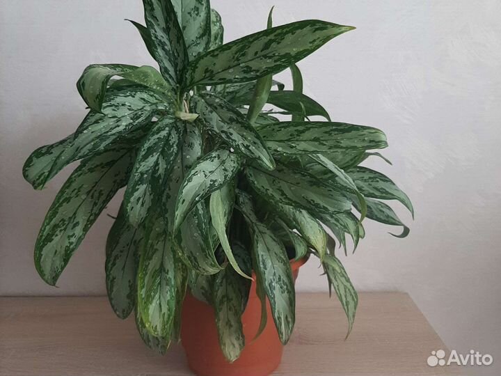 Комнатные растения