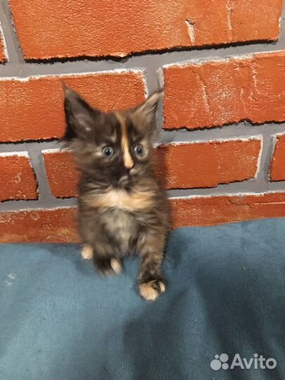 Котята мейн-кун