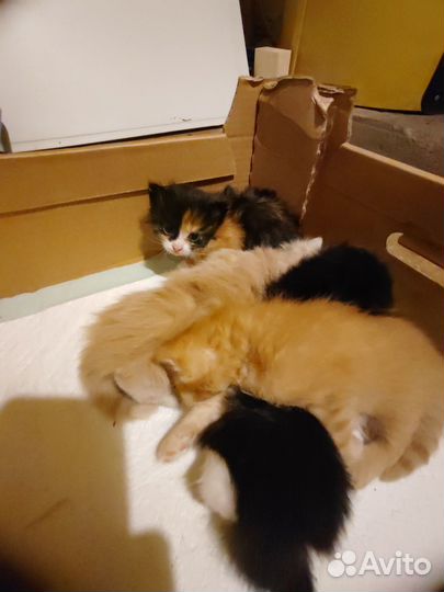 Отдаю котят