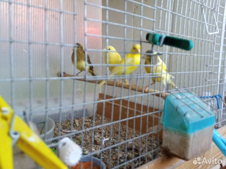 Канарейки самцы, самки