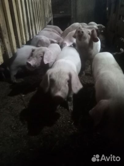 Поросенок ландрас